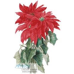 Poinsettia