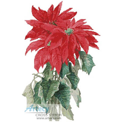 Poinsettia
