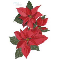 Poinsettia Flowers (Claire Harkness)