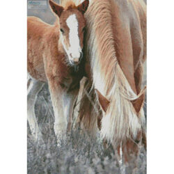 Pony and Foal (Pauline Mills)