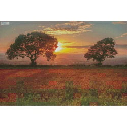 Poppies Sunset (Derek Mack)