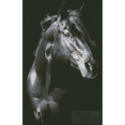 Private Dreamer Stallion (Mackenzie Szabo)