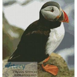 Puffin 3 (www.photostogo.com)