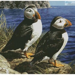 Puffin Couple (Crop) (Carl Brenders)