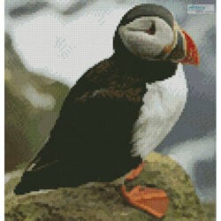 Puffin (Medium) (www.photostogo.com)