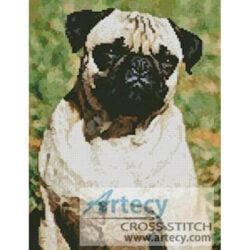 Pug (Taliesin www.morguefile.com)