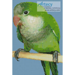 Quaker Parrot