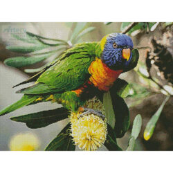 Rainbow Lorikeet (David Cook Wildlife Photography)