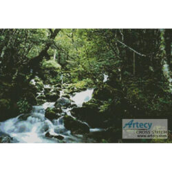 Rainforest 1