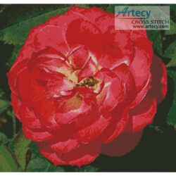 Red Camellia