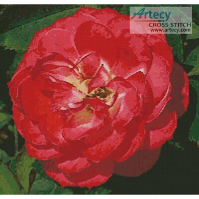 Red Camellia