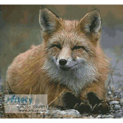 Red Fox Photo (www.photostogo.com)