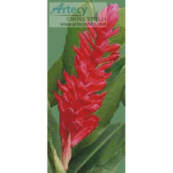 Red Ginger Blossom (Belizian)