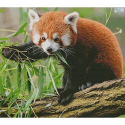 Red Panda (Pexels)