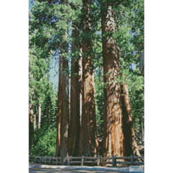 Redwood Trees (Albert Dezetter)