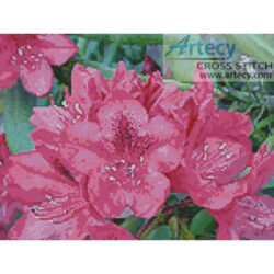 Rhodie Tree (H Jolly)