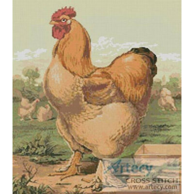Rooster 3