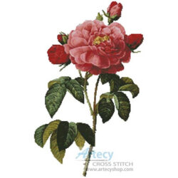 Rosa la Duchesse D'Orleans (Pierre-Joseph Redoute)