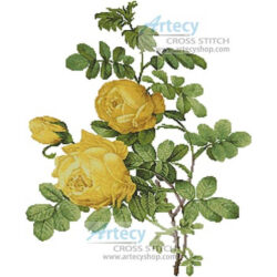 Rosa Sulfurea (Pierre Joseph Redoute)
