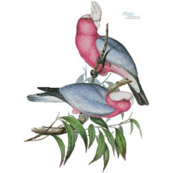 Ros (John Gould and the Artists that collaborated with him)