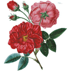 Rose de Provins (Facebook Group) (Henriette Antoinette Vincent)