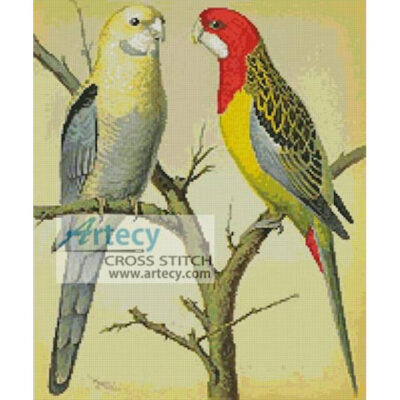Rosella and Pale Headed Parakeet (Fine Rare Prints)