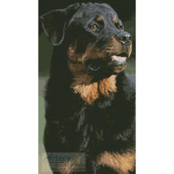 Rottweiler Photo (www.photostogo.com)