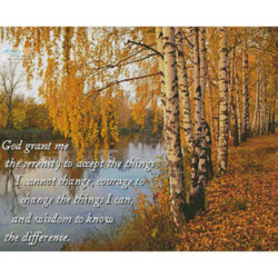 Serenity Birch Tree (mobinovyc)