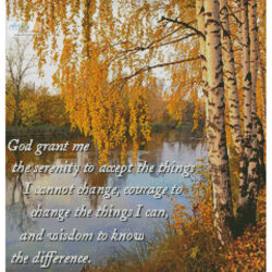 Serenity Birch Tree (Crop) (mobinovyc)