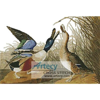 Shoveller Duck (John James Audubon)