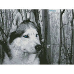 Siberian Husky in the Woods (SashaS)