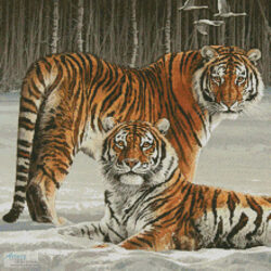 Siberian Splendour (Crop) (Fuz Caforio)