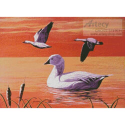 Snow Geese (Mike Bennett)