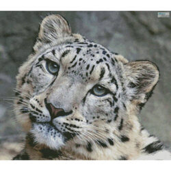 Snow Leopard 3 (Marcel Langthim - Pixabay)