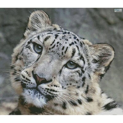 Snow Leopard 3 (Large) (Marcel Langthim - Pixabay)