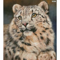 Snow Leopard 6 (Large) (David Stribbling)
