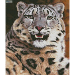 Snow Leopard Close Up (Jason Morgan)