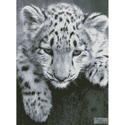 Snow Leopard Cub (milhail1981 - Fotolia)