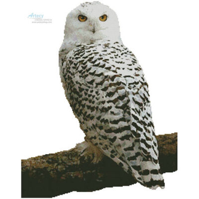 Snowy Owl (No Background) (Alan Tunnicliffe Photography - Getty Images)