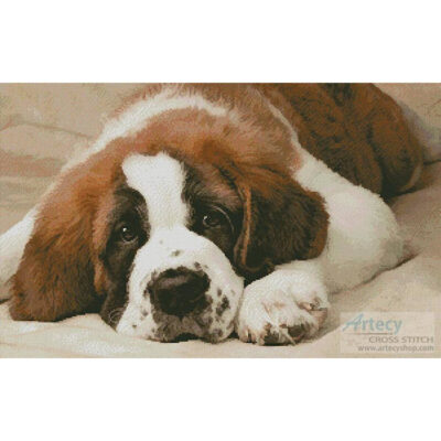St Bernard Photo (Greg Cuddiford)
