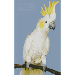 Sulphur Crested Cockatoo (Simon Murrell - Corbis)