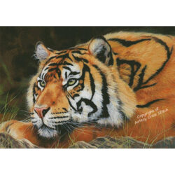 Sumatran Tiger Resting (David Stribbling)