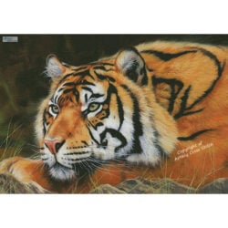 Sumatran Tiger Resting (Large) (David Stribbling)