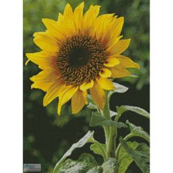 Sunflower (Large) (http://www.pdphoto.org)