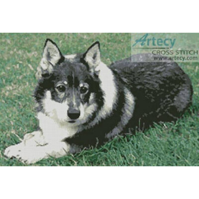 Swedish Vallhund (J Dunning)