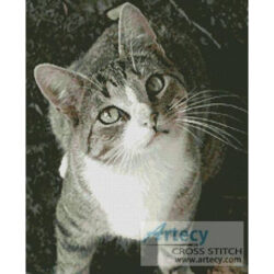 Sweet Cat