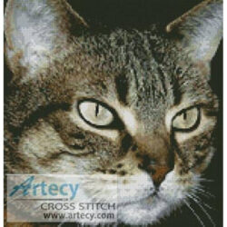 Tabby Cat (Gracey from http://www.morguefile.com/)