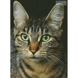 Tabby Close Up (Mabel Amber-Pixabay)