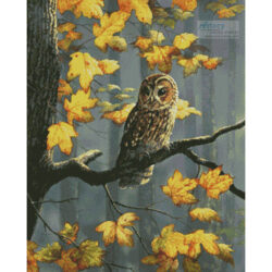 Tawny Owl (Daphne Baxter)