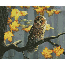 Tawny Owl (Crop) (Daphne Baxter)